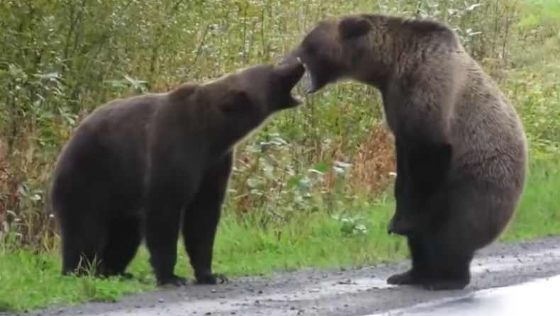 Τρομερή μάχη μεταξύ αρκούδων στη μέση του δρόμου! Τρόμαξαν οι περαστικοί (vid)