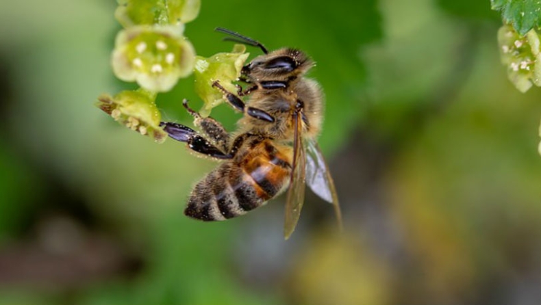 Οι μέλισσες έχουν μνήμη: Θυμούνται τις καλές και κακές εμπειρίες