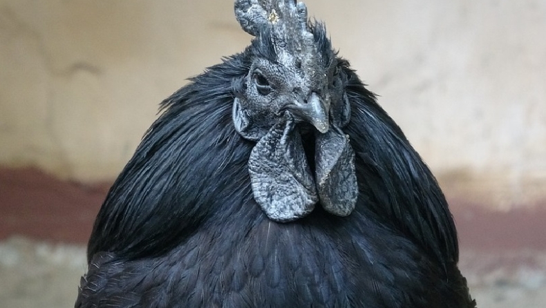 Αυτό το κοτόπουλο έχει μαύρα οστά, όργανα και κρέας και αυτός είναι ο λόγος (pics)
