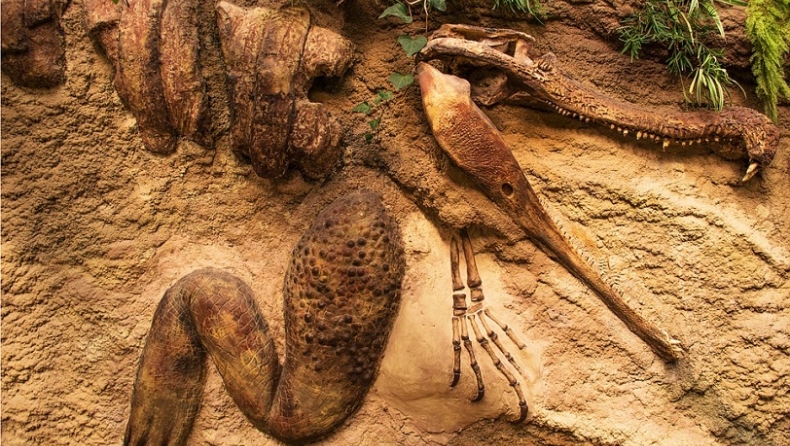 «Αποκαλύφθηκε» το μυστηριώδες απολίθωμα κροκόδειλου που ανακαλύφθηκε πριν από 250 χρόνια στη Γερμανία (pics)