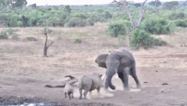 Απίστευτη σκηνή: Ρινόκερος τα βάζει με ελέφαντα για να προστατέψει το μικρό του που παραλίγο να ποδοπατηθεί από τη μητέρα! (vid)