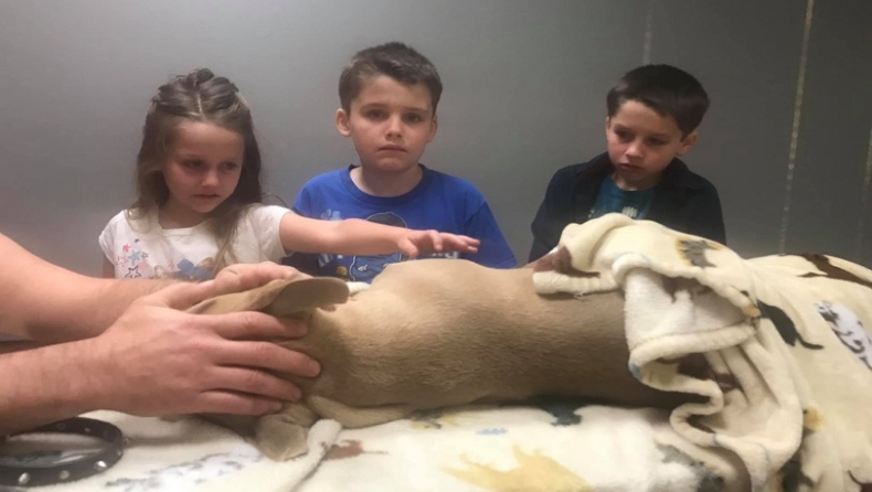 Γενναίο πίτμπουλ πέθανε προστατεύοντας τα παιδιά της οικογένειας από θανατηφόρο φίδι (pics)