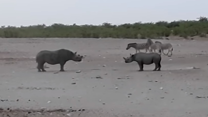 Σπάνιο βίντεο: Άγρια μάχη δύο πελώριων μαύρων ρινόκερων (vid)