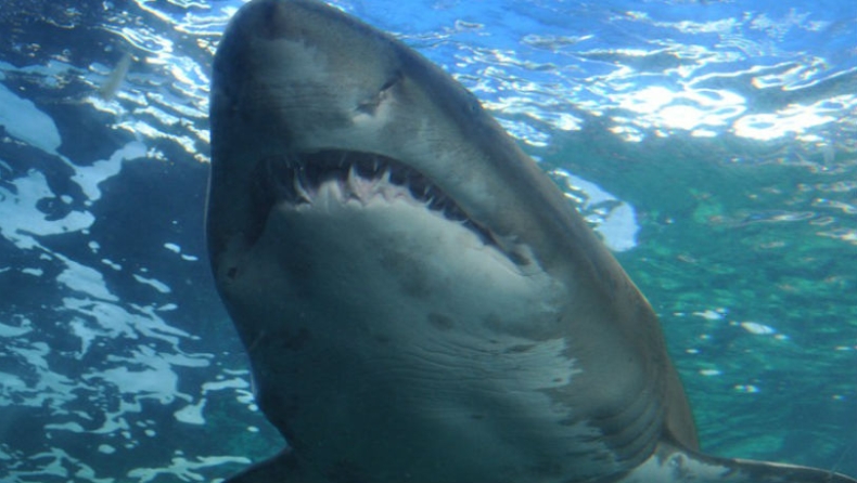 Κολυμβητής έσωσε εγκλωβισμένο καρχαρία που ήταν έγκυος! (vid)