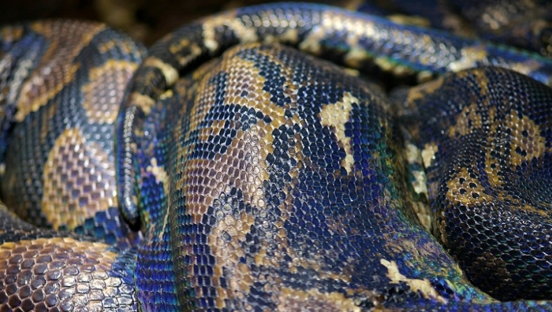 Τροπικό φίδι έχει κάτι σαν βράγχια για να μένει περισσότερη ώρα κάτω από το νερό (pic)