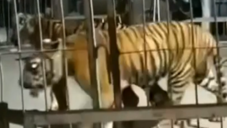 Τίγρης δραπέτευσε από κλουβί τσίρκου προκαλώντας πανικό (pics & vid)