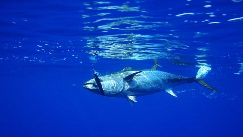 Ψάρεψαν και ελευθέρωσαν τόνο-τέρας 2,5 μέτρων, που ζυγίζει 272 κιλά και θα κόστιζε 3,5 εκατ. ευρώ στην Ιαπωνία (pics & vid)
