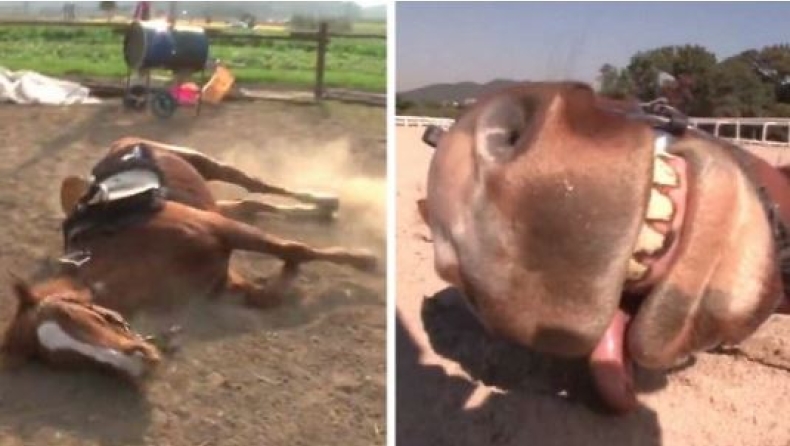 Άλογο για Όσκαρ: Όποτε πάει να το καβαλήσει κάποιος, κάνει ότι πεθαίνει (vid)