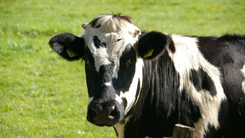 Αγελάδες που «μεταμφιέζονται» σε ζέβρες αποφεύγουν τα τσιμπήματα των μυγών