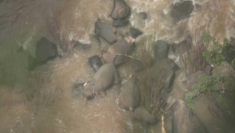 Συγκλονιστικό: Έξι ελέφαντες σκοτώθηκαν στην προσπάθεια να σώσουν ο ένας τον άλλον (vid)