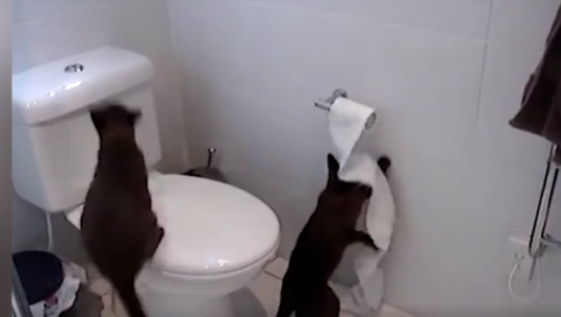 Όταν οι γάτες μένουν μόνες στο σπίτι... (vid)