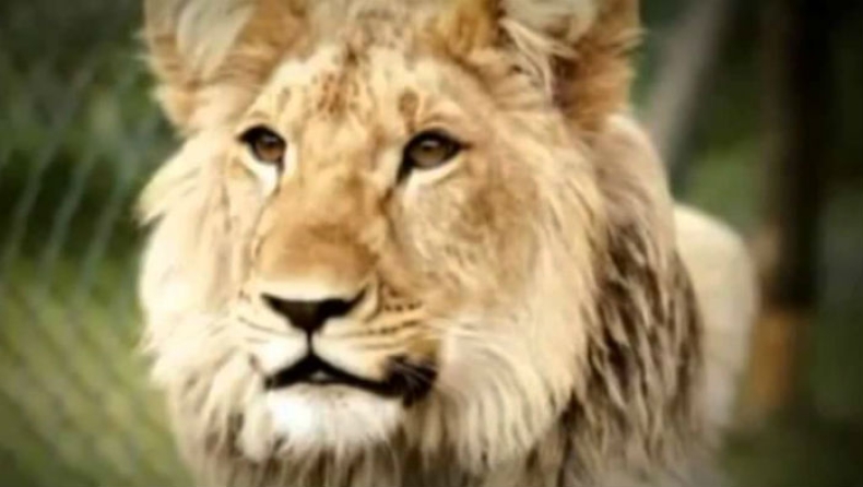 Επιστάτης αμόλησε το λιοντάρι που είχε για κατοικίδιο σε ηλεκτρολόγο που ζήτησε τα δεδουλευμένα του