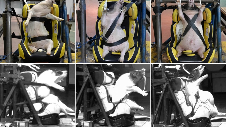 Zωντανά γουρουνόπουλα σε crash tests στην Κίνα