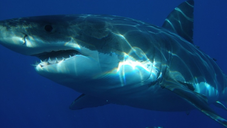 Εντοπίστηκε μεγάλος λευκός καρχαρίας 4 μέτρων τραυματισμένος με δαγκωματιές από κάτι μεγαλύτερο (pic)