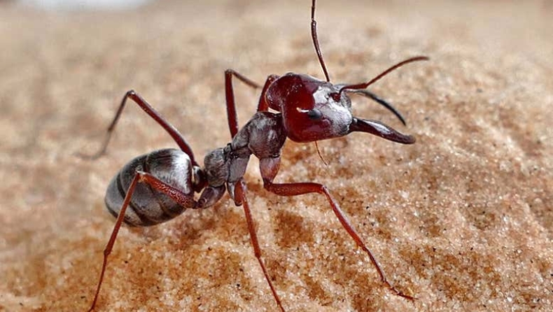 Ανακοινώθηκε το ρεκόρ ταχύτητας μυρμηγκιού (vid)