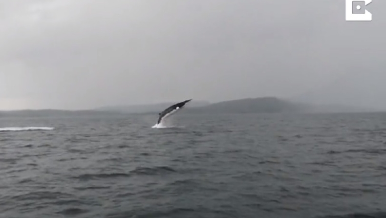 Ταξιδιώτες πετυχαίνουν φάλαινα να κάνει εντυπωσιακά μακροβούτια (vid)
