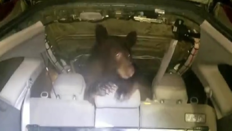 Τύπος ανοίγει το πορτμπαγκάζ και ανακαλύπτει μια καφέ αρκούδα που του έχει κάνει λίμπα το αυτοκίνητο (vid)