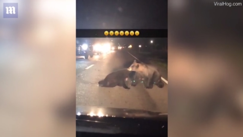 Συγκλονιστικό βίντεο με τρεις αρκούδες να προσπαθούν να σώσουν μικρό αρκουδάκι που χτυπήθηκε από αυτοκίνητο (pics & vid)