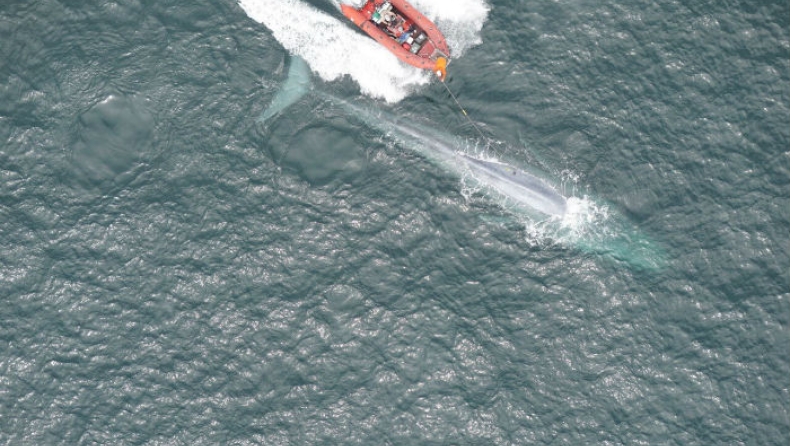 Επιστήμονες άκουσαν για πρώτη φορά την καρδιά μιας γαλάζιας φάλαινας (vid)