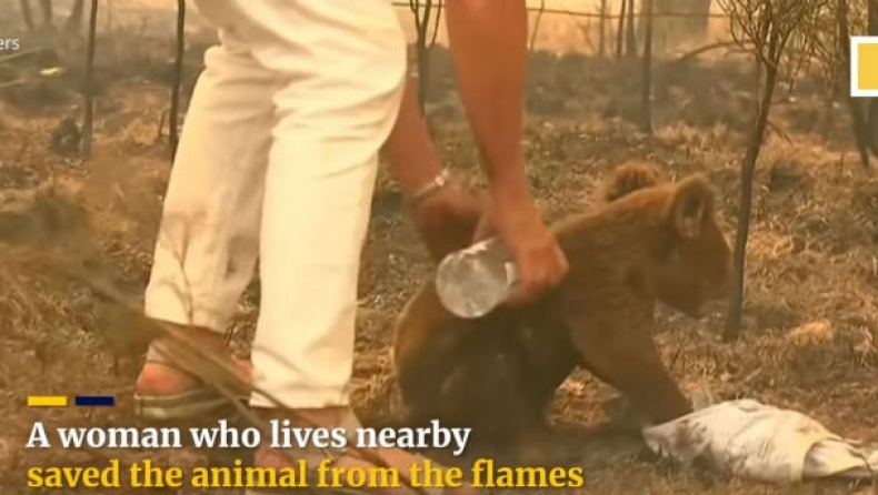 Πέθανε το κοάλα που είχε διασωθεί από γυναίκα, στις πυρκαγιές της Αυστραλίας (vid)