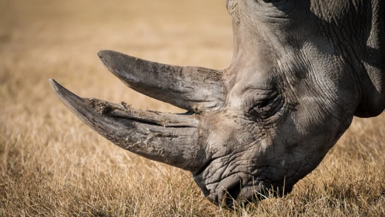 Πέθανε ο γηραιότερος ρινόκερος του κόσμου σε ηλικία 55 ετών (pics)