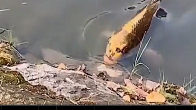 Παράξενο ψάρι με ανθρώπινο πρόσωπο κολυμπούσε σε ποταμό (vid)