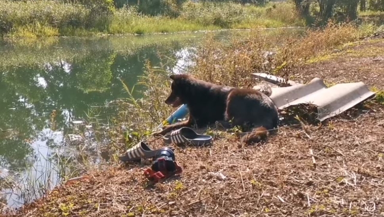 Πιστός σκύλος περιμένει το αφεντικό του στην όχθη της λίμνης που πνίγηκε (vid)