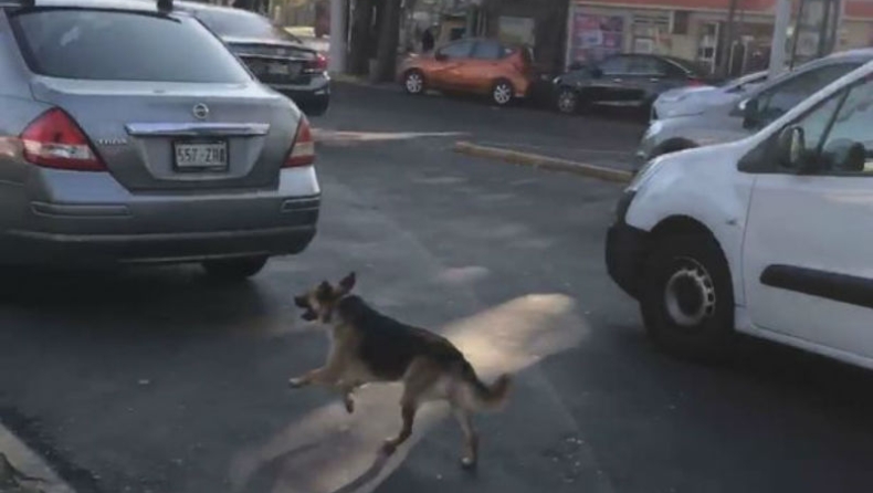 Πιστός σκύλος τρέχει πίσω από την αφεντικίνα του που μόλις το έχει εγκαταλείψει (vid)
