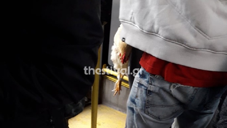 Τύπος μπήκε με τον ζωντανό κόκορά του σε λεωφορείο του ΟΑΣΘ (pic)