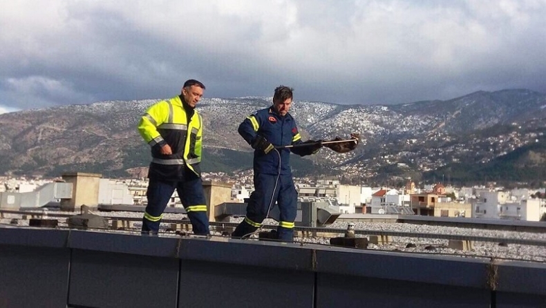 Βόλος: Νυφίτσα έπεσε από αρπακτικό πουλί και εγκλωβίστηκε στην ταράτσα του νοσοκομείου (pics)