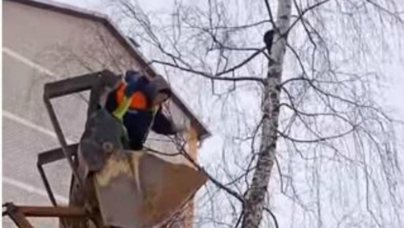 Εργάτες σώζουν με μπουλντόζα γάτα που είχε σκαρφαλώσει σε δέντρο (vid)