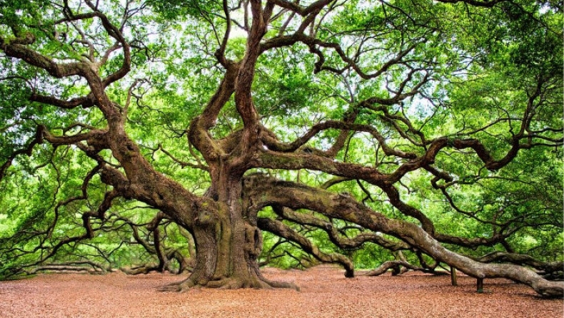Μια βελανιδιά 500 ετών, το «Δέντρο της Χρονιάς»