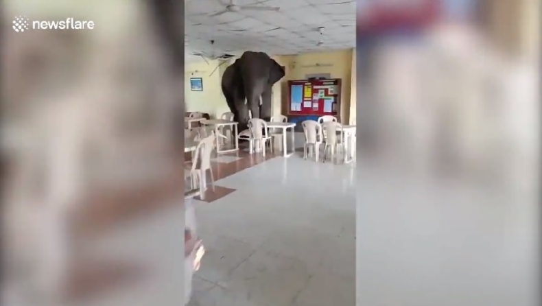 Πεινασμένος ελέφαντας μπουκάρει στο κυλικείο στρατοπέδου αναζητώντας τροφή (vid)