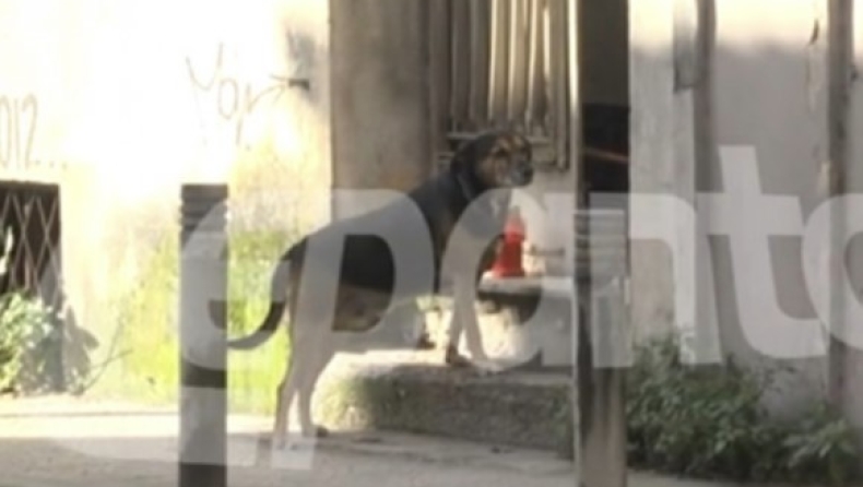 Ραγίζει καρδιές ο «Χάτσικο» της Πάτρας