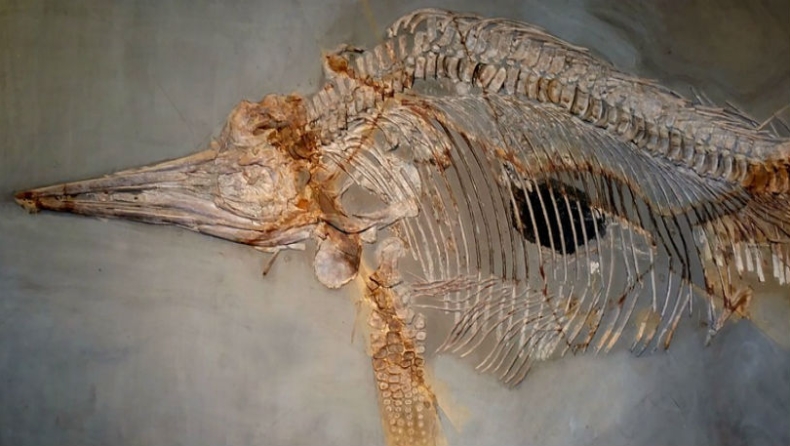 Σκύλοι ξέθαψαν σε παραλία σκελετό ιχθυόσαυρου 65 εκατομμυρίων ετών (pics)