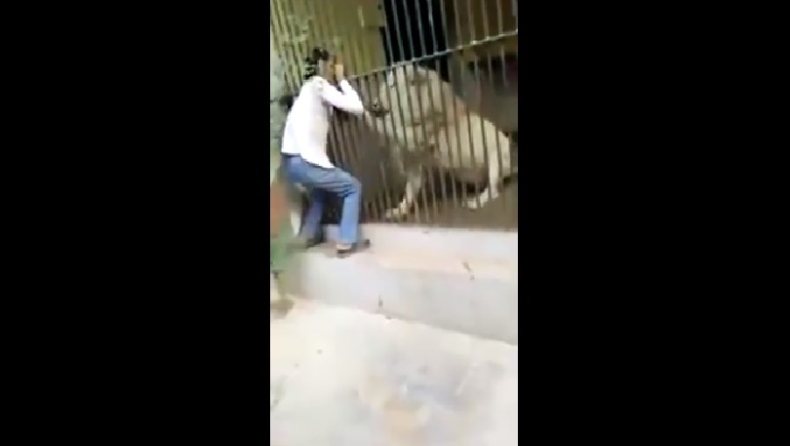 Η σοκαριστική στιγμή που λευκό λιοντάρι δαγκώνει το χέρι του φύλακα σε ζωολογικό κήπο (vid)
