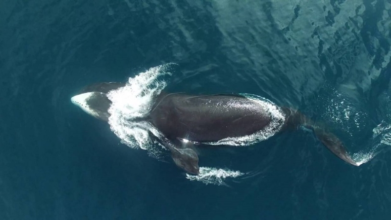 Οι επιστήμονες ανακάλυψαν ότι μπορεί να ζουν φάλαινες 25 χρόνια μεγαλύτερες από τις ΗΠΑ! (vids)