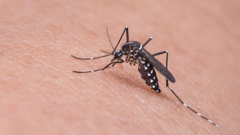 Τα κουνούπια έχουν σκοτώσει 52 δισεκατομμύρια ανθρώπους!