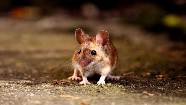 Η φωτογραφία της χρονιάς: Δύο ποντίκια παίζουν μπουνιές στο μετρό του Λονδίνου (pic)