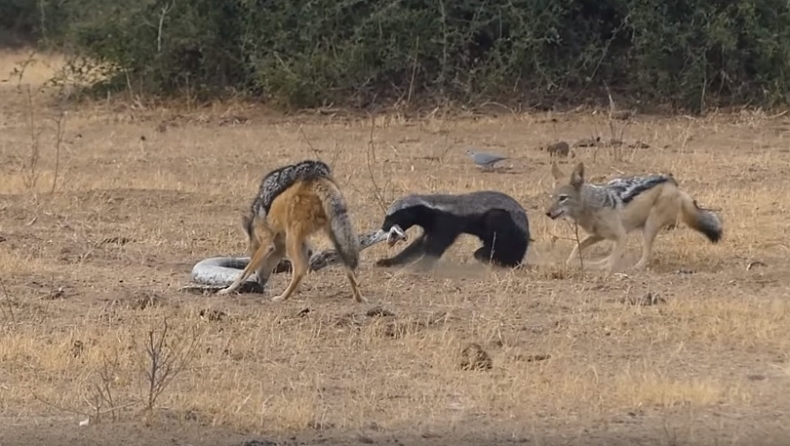Ασβός, πύθωνας και δύο τσακάλια παλεύουν μεταξύ τους (vid)
