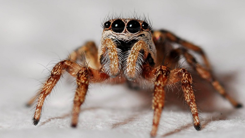 Νέο είδος αράχνης μπορεί να προκαλέσει σήψη στο ανθρώπινο δέρμα με ένα μόνο δάγκωμα