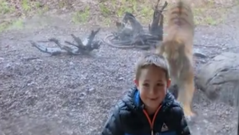 Τίγρης «επιτίθεται» σε παιδί στον ζωολογικό κήπο την στιγμή που εκείνο ποζάρει για φωτογραφία (vid)