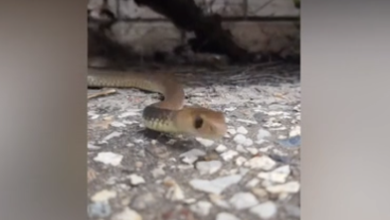 Δηλητηριώδες φίδι δάγκωσε άνδρα ενώ προσπαθούσε να το πιάσει κάνοντας live μετάδοση (vid)