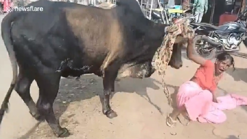 Μολυσμένο σκυλί δάγκωσε ταύρο και αυτός σκορπούσε για 8 ώρες τρόμο σε πόλη (vid)
