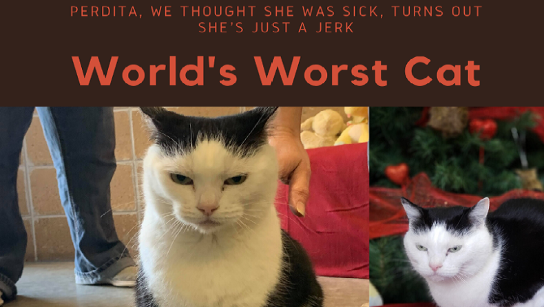 Κέντρο διάσωσης ζώων έβαλε αγγελία υιοθεσίας για τη «χειρότερη γάτα στον κόσμο» (pics)