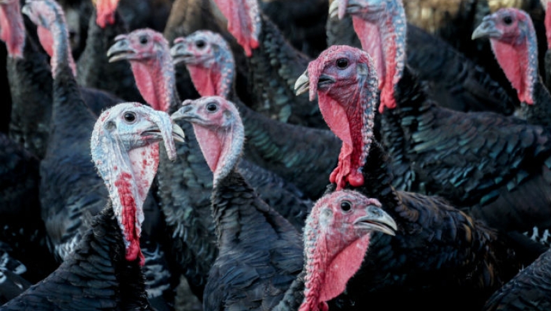 Πολωνία: Κρούσματα της γρίπης των πτηνών H5N8 σε μονάδες όπου εκτρέφονται γαλοπούλες