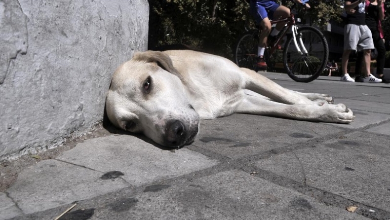 Κέρκυρα: Πέταξε τον σκύλο του οικοδεσπότη της από το μπαλκόνι