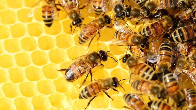 Οι μέλισσες πλέον την... βρίσκουν με το να γονιμοποιούνται σε καλλιέργειες κάνναβης (pics)