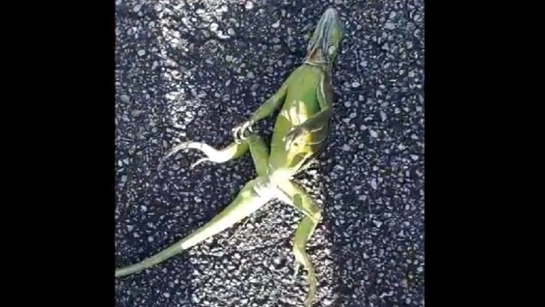 Τύπος σώζει ιγκουάνα που έχει παραλύσει και γυρίσει ανάποδα από το κρύο (vid)