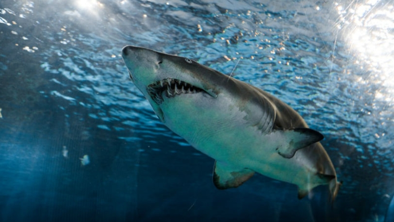 Λευκός καρχαρίας καταβρόχθισε δύτη, είναι η δεύτερη επίθεση τα τελευταία τρία χρόνια